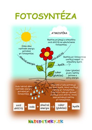 Fotosyntéza - pracovný list