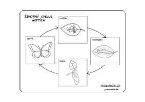 Životný cyklus motýľa - pracovný list